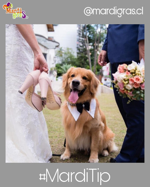 Ideas para incorporar a tus perros en la ceremonia